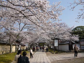 醍醐の桜1.jpg