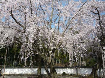 醍醐の桜2.jpg