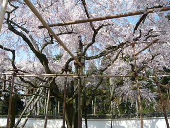 醍醐の桜3.jpg