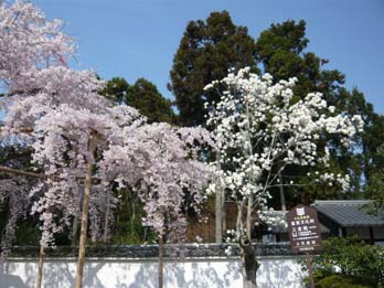 醍醐の桜4.jpg