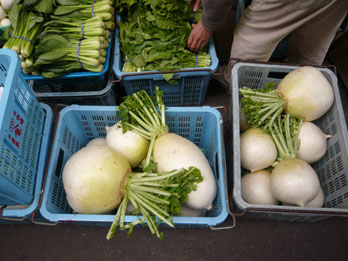 daikon11.jpg