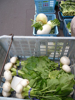 daikon22.jpg