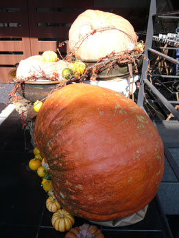 kabocha11.jpg